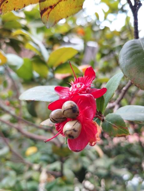 istock Red flower on the park 1785143080