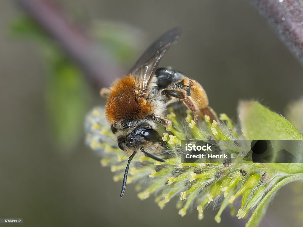어얼리 광업용 꿀벌, Andrena haemorrhoa 먹이기 on 꽃 버들 - 로열티 프리 Mining Bee 스톡 사진