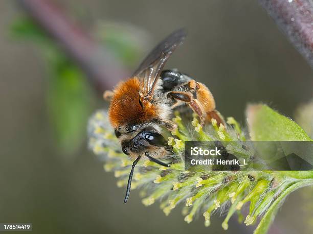 어얼리 광업용 꿀벌 Andrena Haemorrhoa 먹이기 On 꽃 버들 Mining Bee에 대한 스톡 사진 및 기타 이미지 - Mining Bee, 0명, 가까운