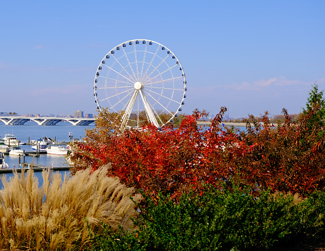 Woodrow Wilson Bridge and the Ferris wheel at National Harbor, MD with fall colored shrubbery in the foreground.
