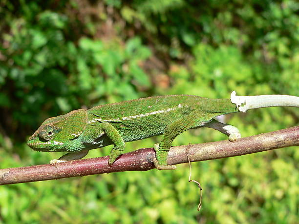 istock green kamaleon changing skin 178514970