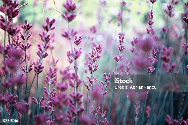 Lavender Medicinal Plant Field Lavender Lavandula Stock Photo - Download Image Now - Agriculture, Aromatherapy, Backgrounds