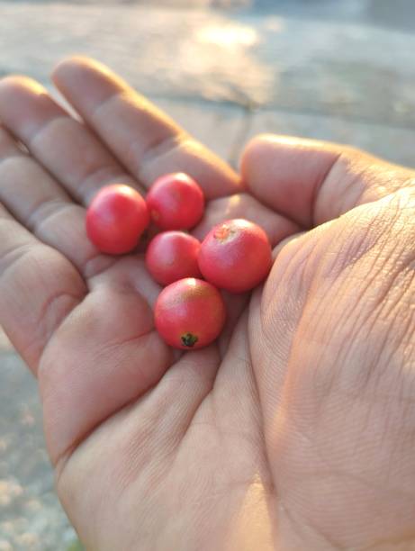 istock Fresh cherry fruits on hand 1785150948
