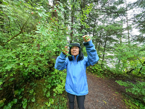 60+ Chinese woman picking edible wild huckleberries while hiking in the rain on a remote forest trail in Prince Rupert, British Columbia, Canada.