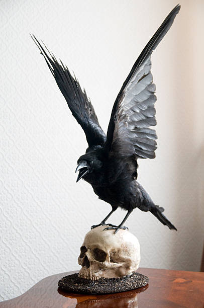 Taxidermy carrion Crow on human skull stock photo
