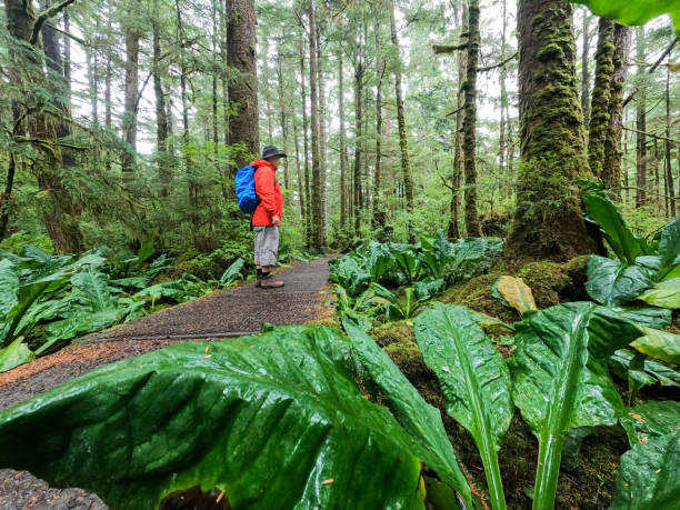 istock Senior Man Exploring Bog While Hiking on Rainy Forest Boardwalk 1785155361