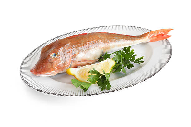 istock tub gurnard - sea gallinule 178515603
