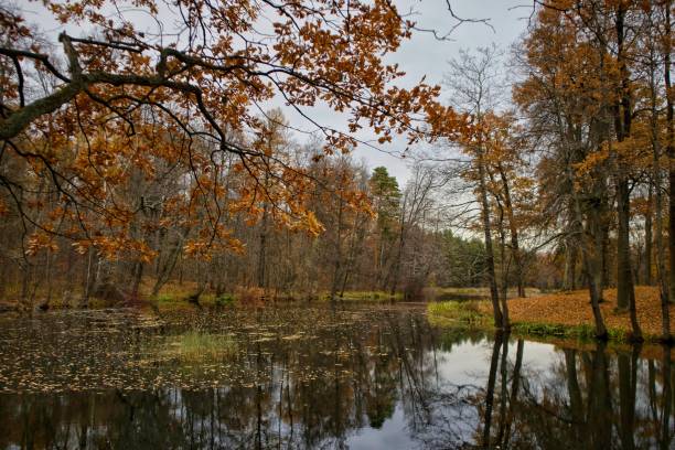 istock Autumn landscape in the forest 1785156444