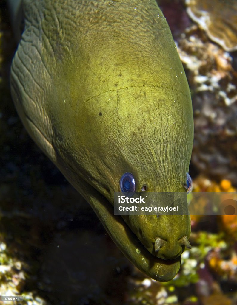 Зеленый мурена - Стоковые фото Зеленый Moray Eel роялти-фри