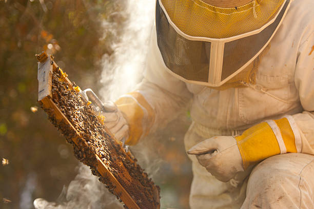 istock Bee Keeper with a frame of honey 178516216