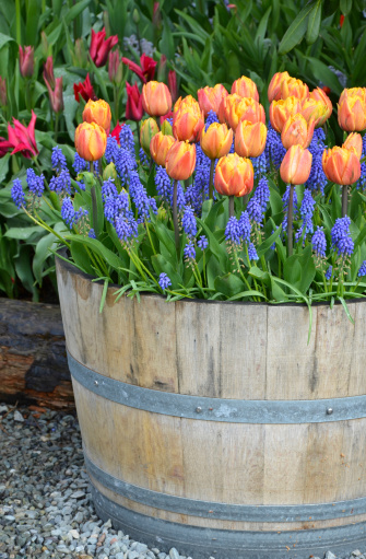 Orange tulips and bluebells in wooden planter