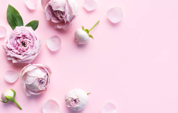 istock Pink rose flowers on pastel pink background 1785162439