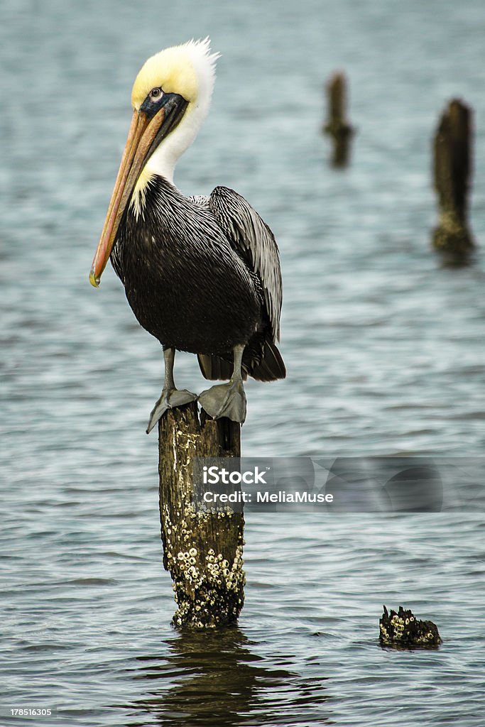 Brown Pelican Brown pelican on a perch. Alabama - US State Stock Photo