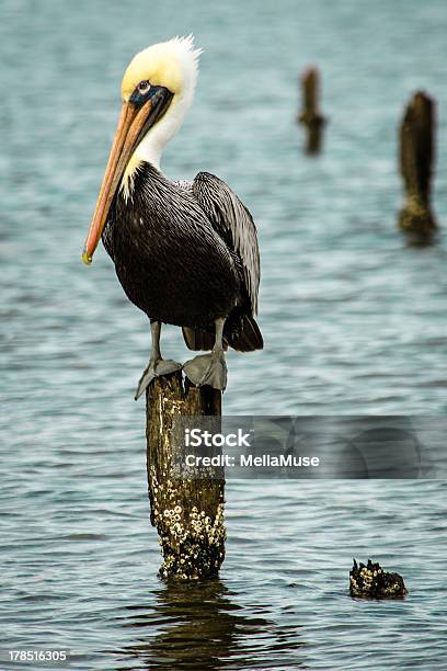 Brown Pelican Stock Photo - Download Image Now - Alabama - US State, Animal Body Part, Animal Wing