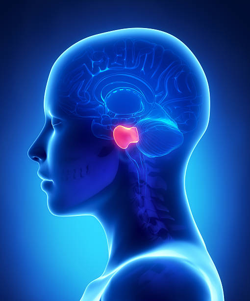 istock Brain pons - female brains anatomy lateral view 178516538