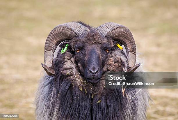 Ram - Fotografie stock e altre immagini di Ovino - Ovino, Isole Shetland, Montone