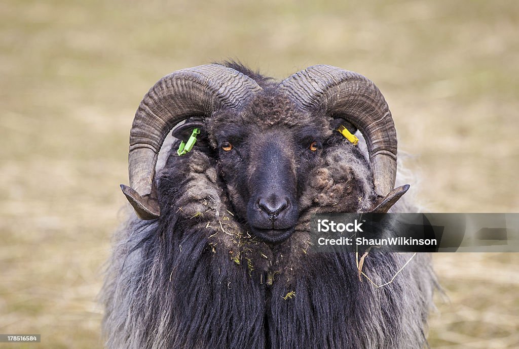 Ram Shot of a ram Sheep Stock Photo