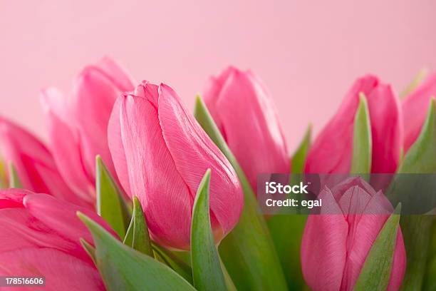 Tulipano Fiori - Fotografie stock e altre immagini di Ambientazione esterna - Ambientazione esterna, Bellezza naturale, Bocciolo