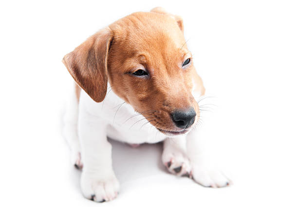 istock Puppy Jack Russell 178516649