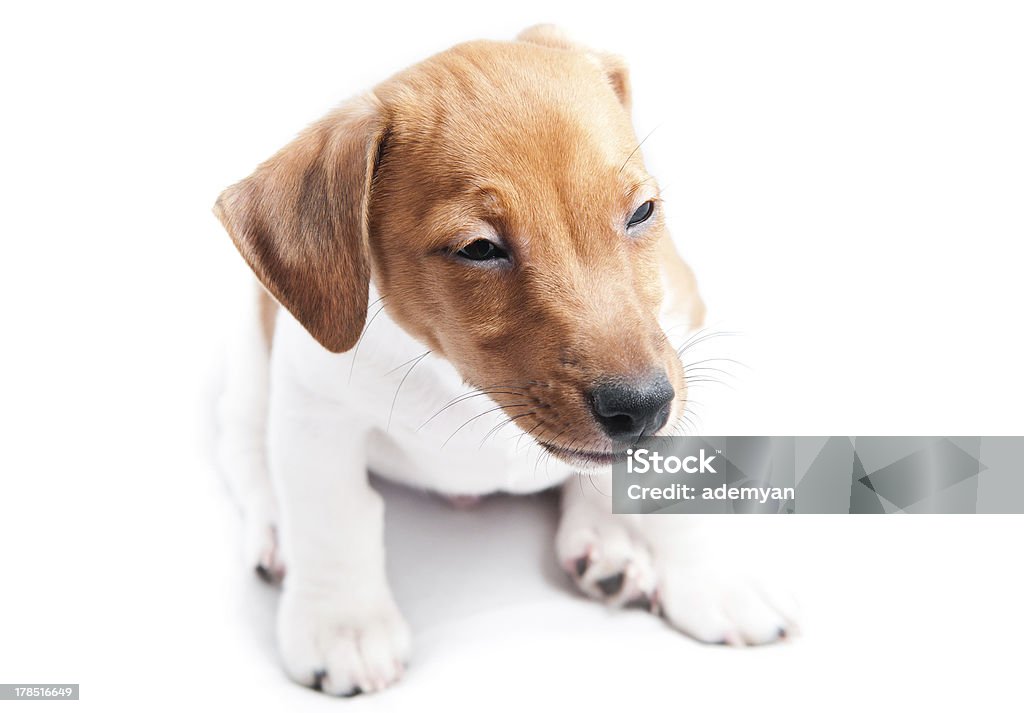 Cachorrinho Jack Russell - Foto de stock de Animal royalty-free