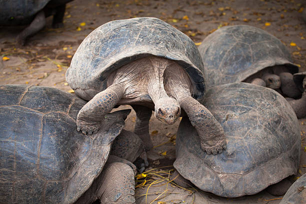 istock Giant turtle, Galapagos Islands, Ecuador 178516683