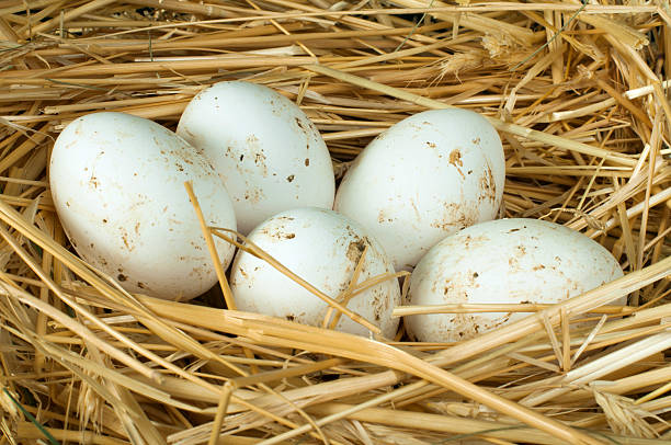 istock Organic domestic white eggs in straw nest 178516753