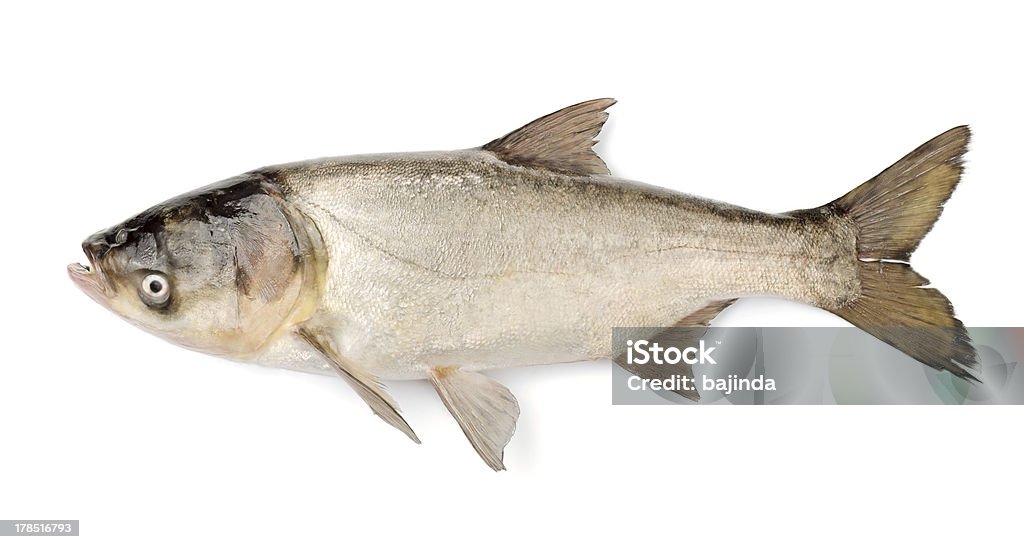 Pesce argento, Hypophthalmichthys Molitrix Carp - Foto stock royalty-free di Carpa comune