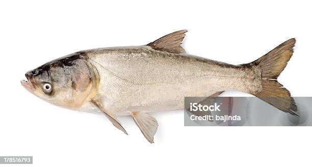 Pesce Argento Hypophthalmichthys Molitrix Carp - Fotografie stock e altre immagini di Carpa comune - Carpa comune, Argentato, Sfondo bianco
