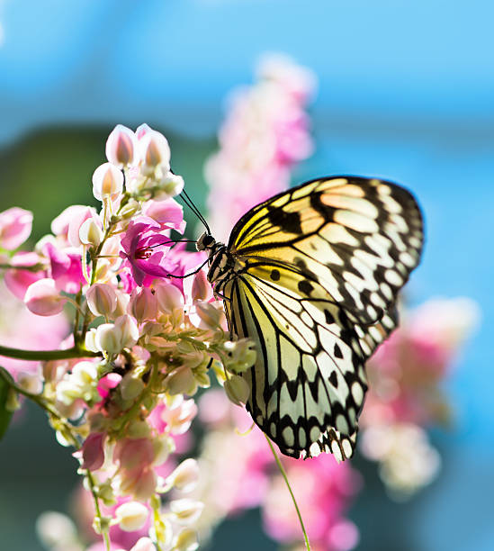 biały i czarny nimfa motyl na kwiaty - parsonsia zdjęcia i obrazy z banku zdjęć