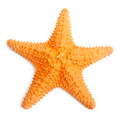 The common Caribbean starfish (Oreaster reticulatus) isolated with shadow on a white background.