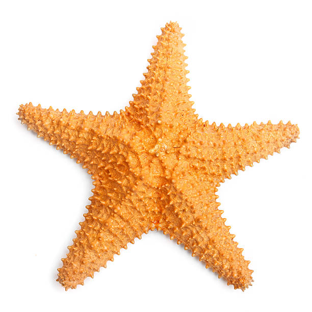 The common Caribbean starfish. The common Caribbean starfish (Oreaster reticulatus) isolated with shadow on a white background. starfish stock pictures, royalty-free photos & images
