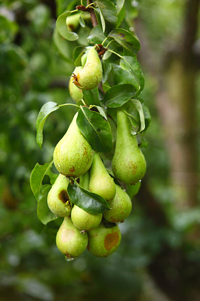 istock mature fruit in the branch of a tree 178516895