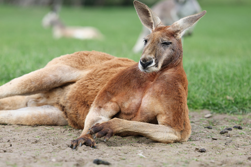 Close up of a large male red kangaroo. Australia.