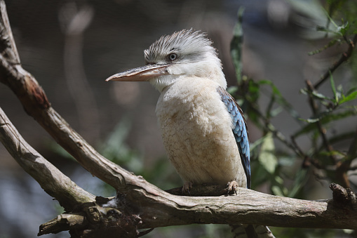 Close up of a blue winged kookaburra sitting on a tree branch. Australia.