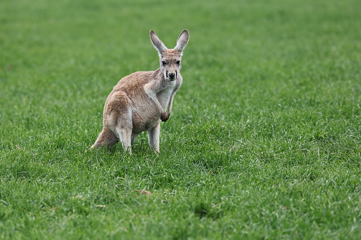 Photograph of two young wild gray kangaroos taken in Queensland, Australia. This photograph was taken late in the afternoon with full frame camera and G telephoto lens.