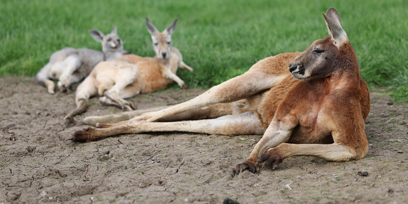 Close up of a large male red kangaroo. Australia.