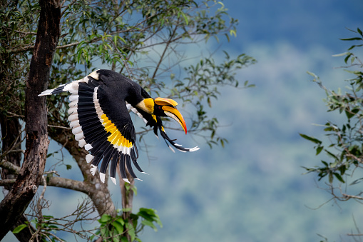 Great Hornbill flying in nature