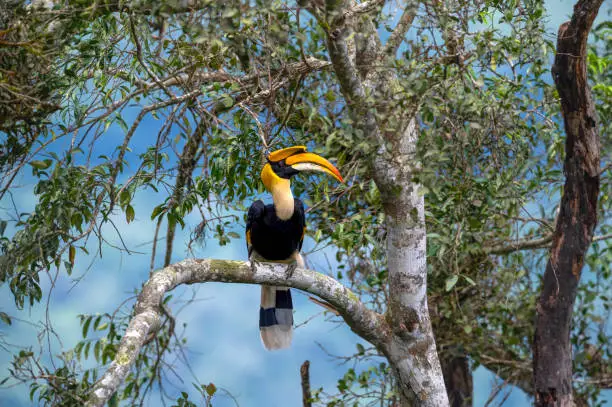 Male of Great Hornbill perched on a branch