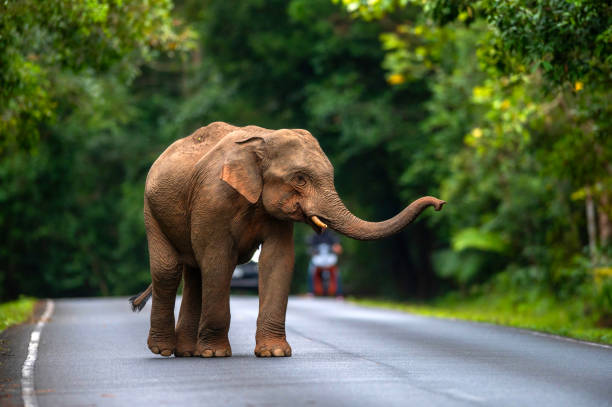istock A young male elephant is walking on the road. 1785172011