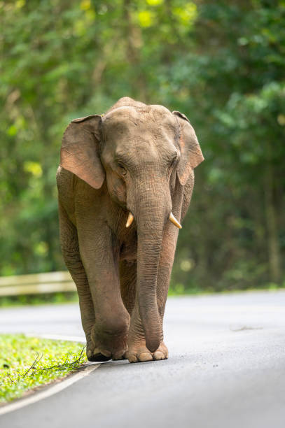 istock A young male elephant is walking on the road. 1785172013