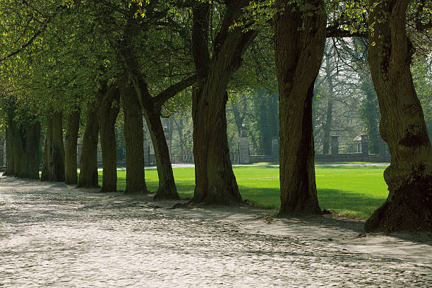 istock chestnut alley in park 178517266