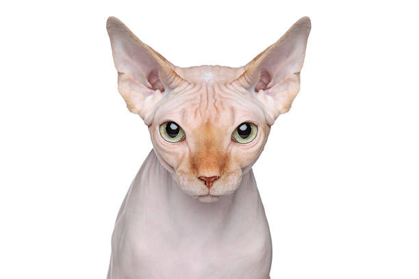 Sphynx cat portrait on white background  sphynx hairless cat stock pictures, royalty-free photos & images