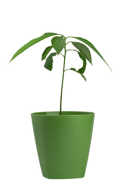 istock a young avocado tree grown from a seed in a flower pot, isolated on a white background 1785175196