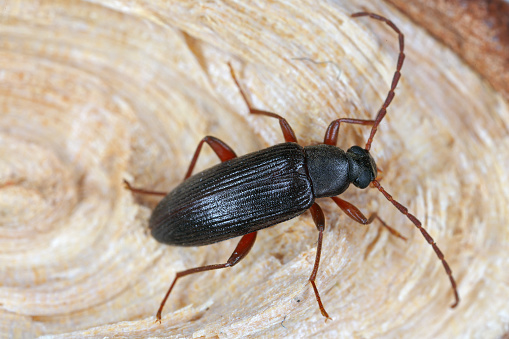 Allecula morio is a species of beetle belonging to the family Darkling beetles, Tenebrionidae.