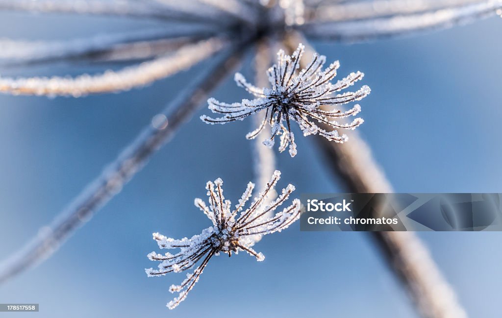 Cristalli di ghiaccio in fiore - Foto stock royalty-free di Abilità