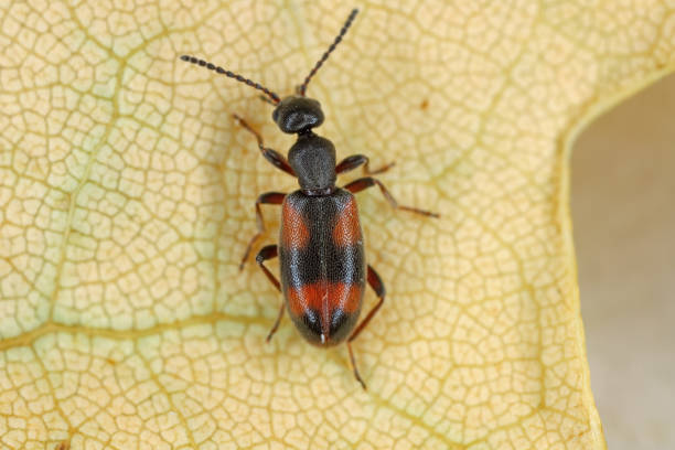 small ant beetle (anthicus antherinus), anthicidae. - formicarius imagens e fotografias de stock