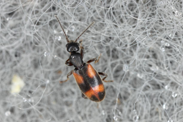 작은 개미 딱정벌레 (anthicus antherinus), anthicidae. - formicarius 뉴스 사진 이미지