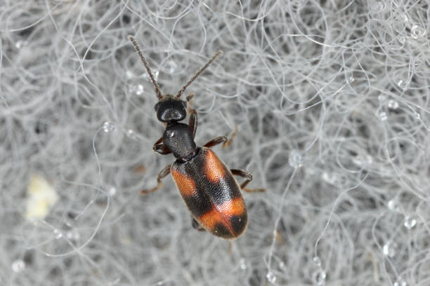 малый муравейный жук (anthicus antherinus), anthicidae. - formicarius стоковые фото и изображения