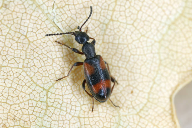 small ant beetle (anthicus antherinus), anthicidae. - formicarius imagens e fotografias de stock