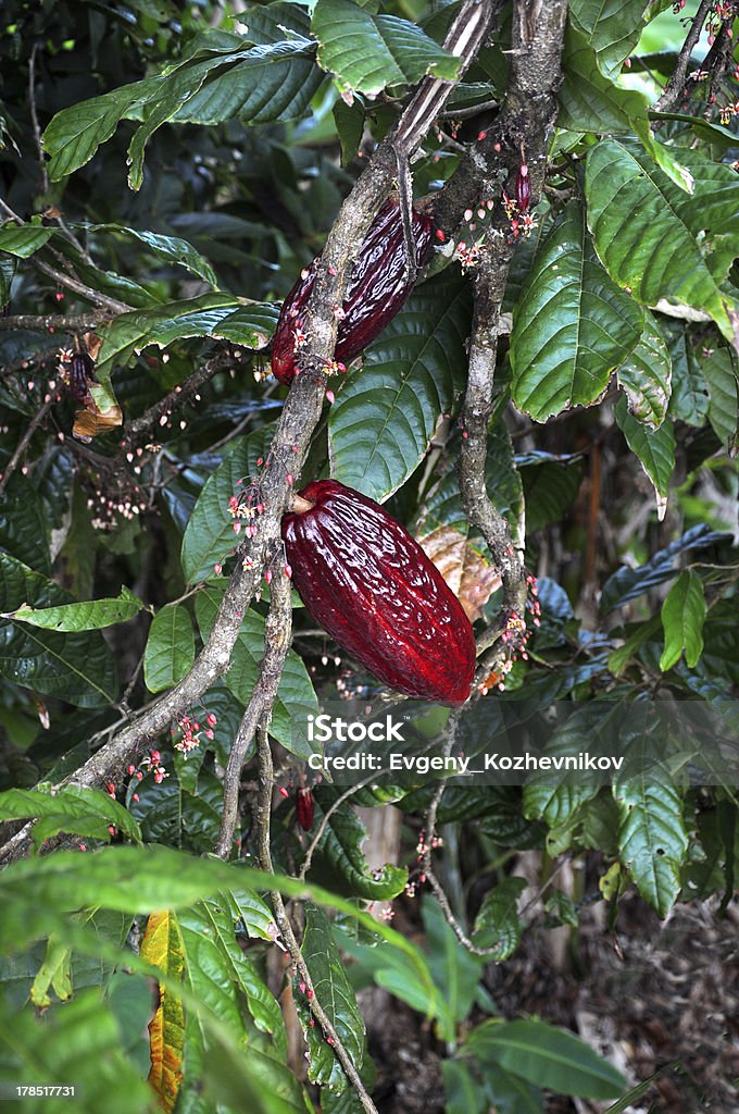 pod su Albero di cacao - Foto stock royalty-free di Albero